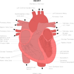 Chart - Heart Clip Art