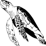Turtle 1 Clip Art