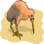 Kiwi Bird 4