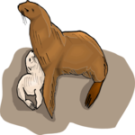 Seal & Pup