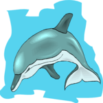 Dolphin 31