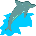 Dolphin 11