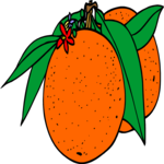 Oranges 09 Clip Art