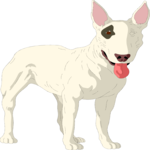 Bullterrier 1