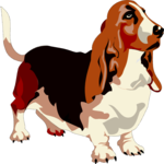 Basset Hound 1