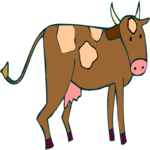 Cow 21