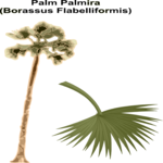 Palm Palmira