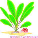 Echinodorus Aschersonianus