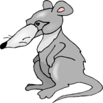 Rat 6