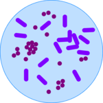 Biology - Bacteria Clip Art